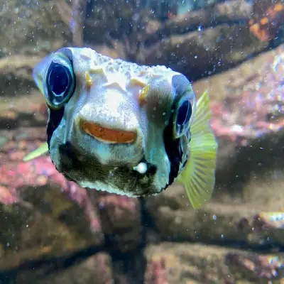 A close‑up of a pufferfish swimming underwater, showing its large eyes and rounded face.