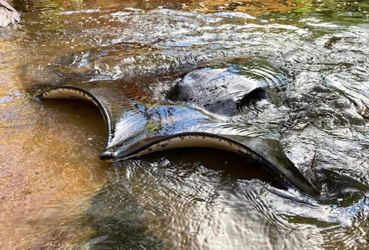 River Ray encounter