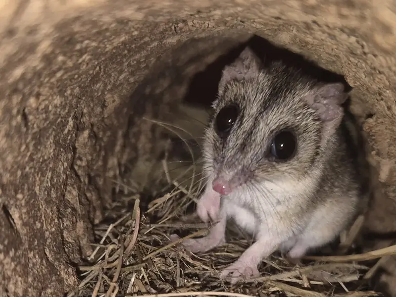 Stripe faced dunnart