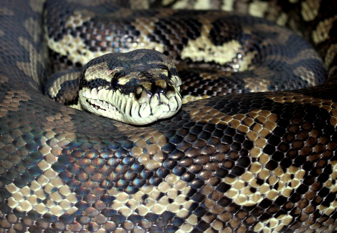 Darwin Carpet python