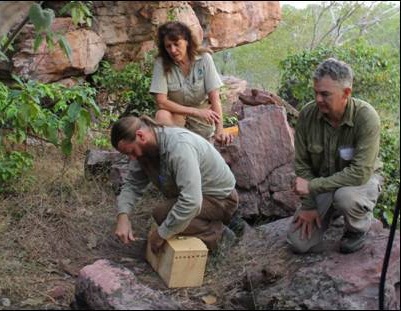 Conservation of the Quoll