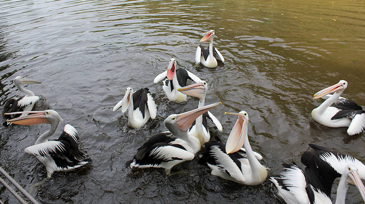 Pelican Breakfast