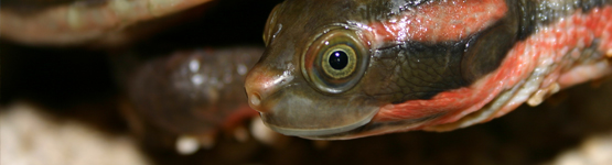 Red faced turtle