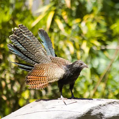 Bird
