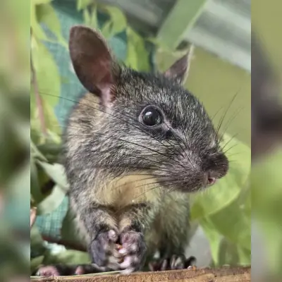 A small nocturnal possum sitting on a wooden ledge, surrounded by leafy branches.