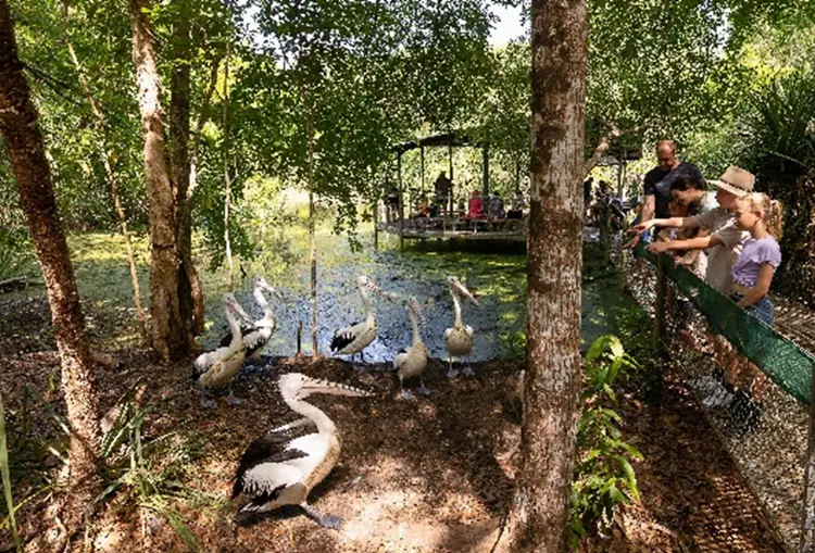 Pelican encounter