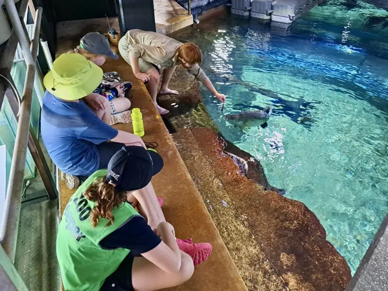 Aquarium feeding