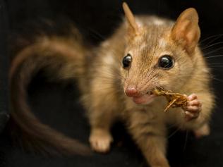 Food source for the quoll