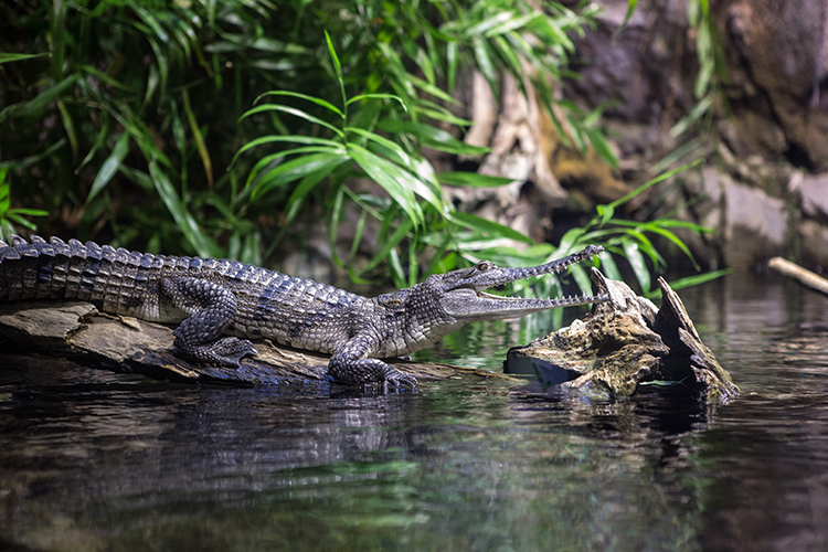 Fresh Water crocodile