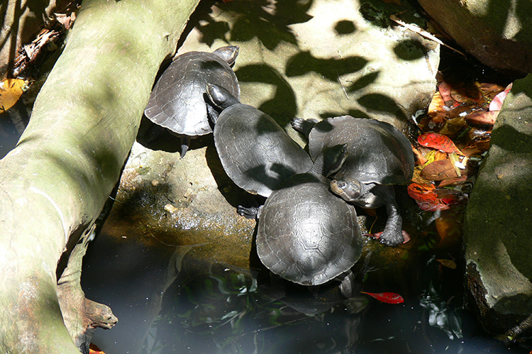 Fresh water turtles