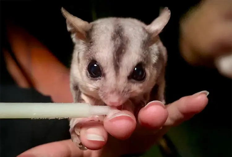 Savannah Glider experience