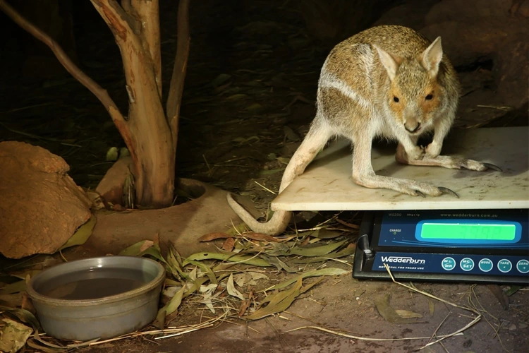 Rock wallaby weight