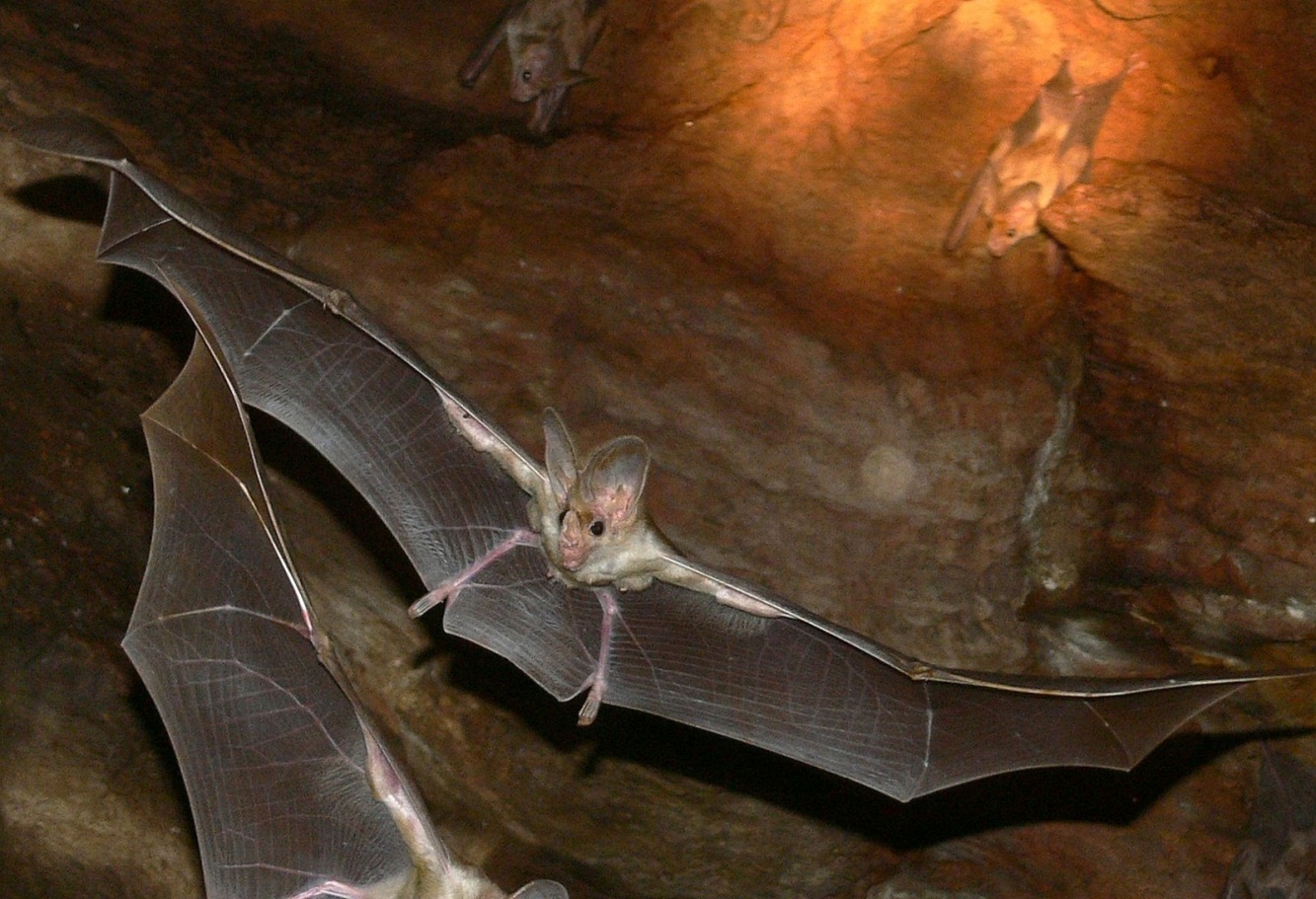 Ghost Bat - Territory Wildlife Park