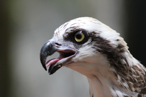 Osprey close up