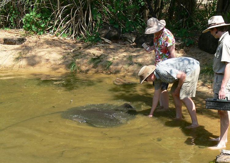 River Ray feeding