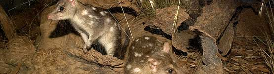 Quolls