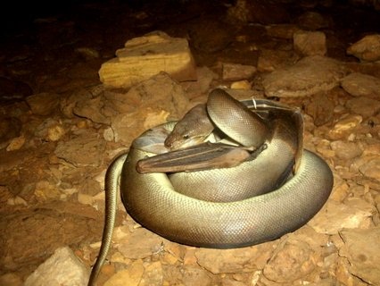 Snake eating the Ghost Bat