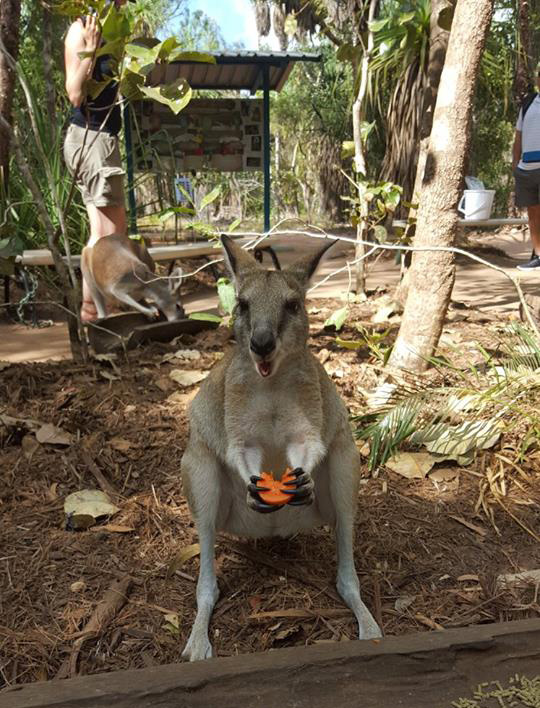 Wallaby feeding