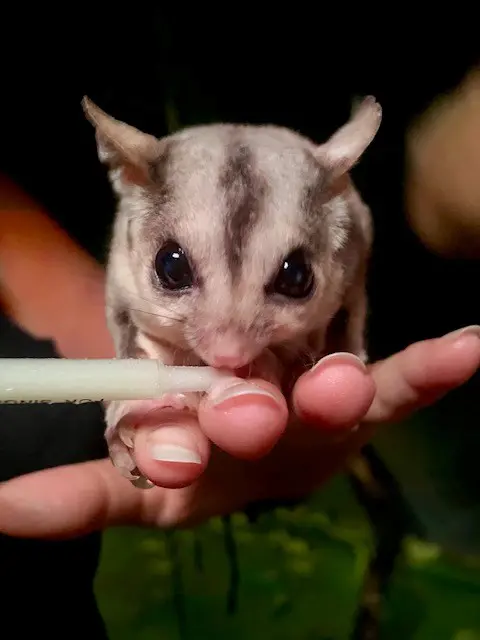 savannah glider