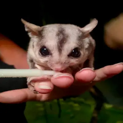A sugar glider sitting in a person&rsquo;s hand and drinking from a tube.