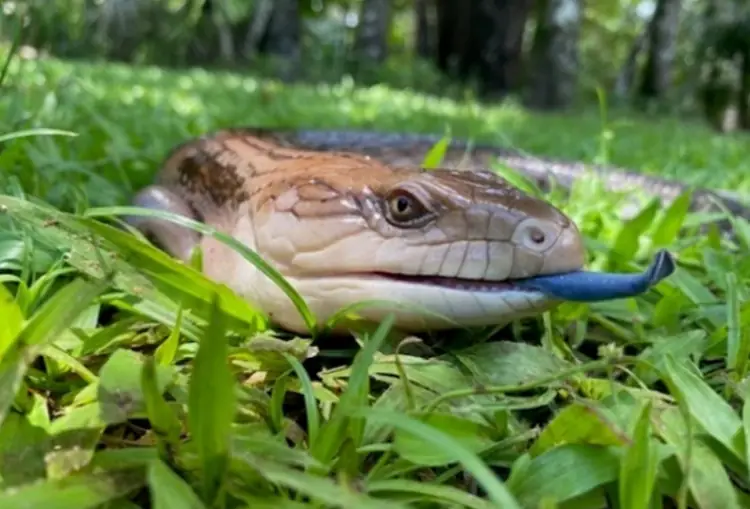 Blue tongue encounter