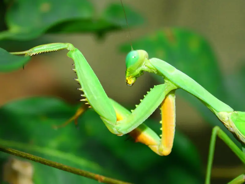 Praying mantis