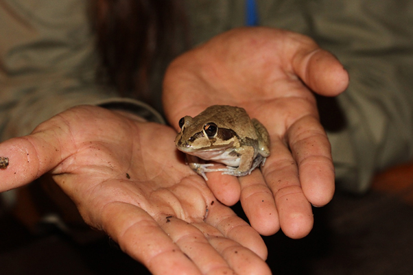 toad in hands