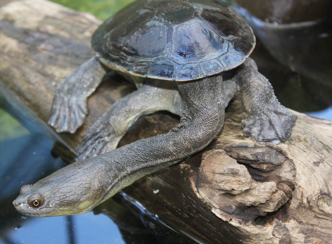 Northern Long Neck Turtle Territory Wildlife Park
