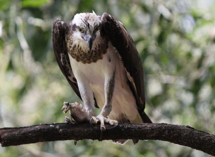 Osprey looking for food