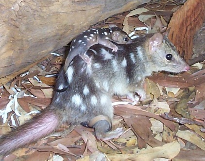 northern quoll