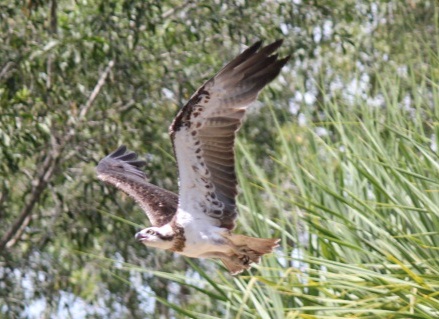 Osprey mid flight