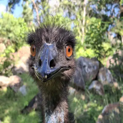 A close‑up of an emu&rsquo;s face with orange eyes, standing in bushland.