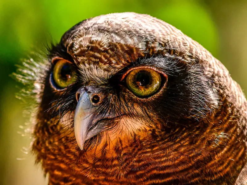 Rufus owl closeup
