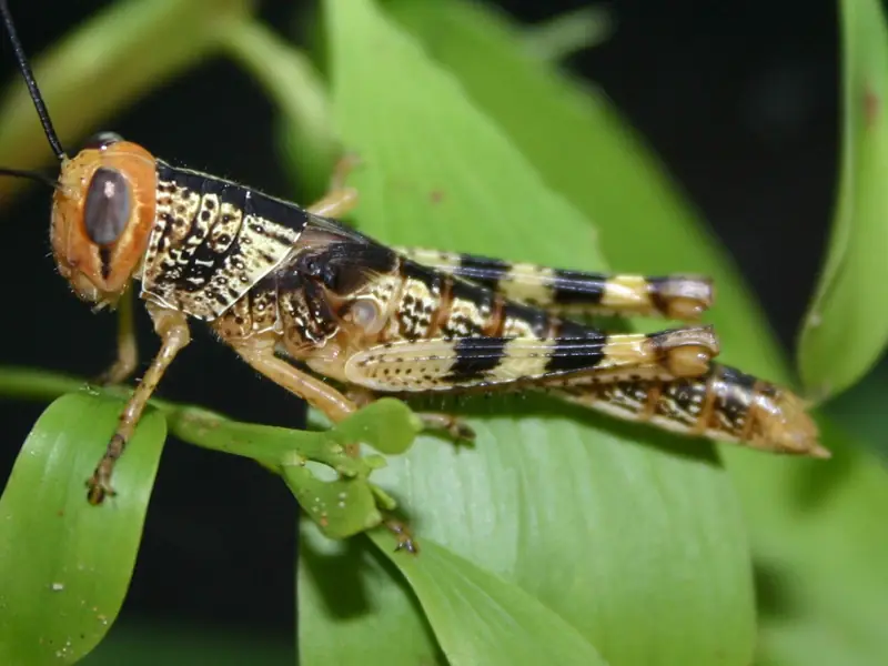 Grasshopper