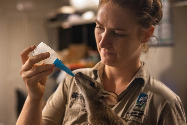 wallaby feeding