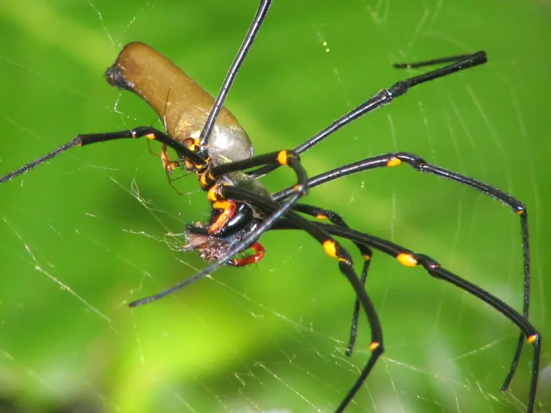 Golden orb