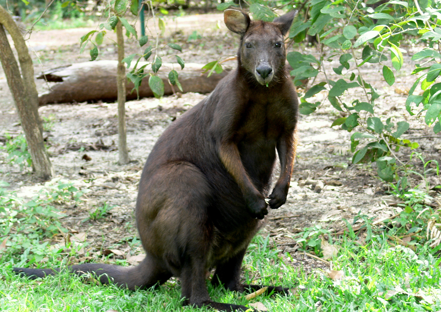 Black Wallaroo Territory Wildlife Park