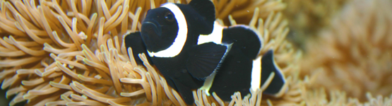 Black and White Clown Fish