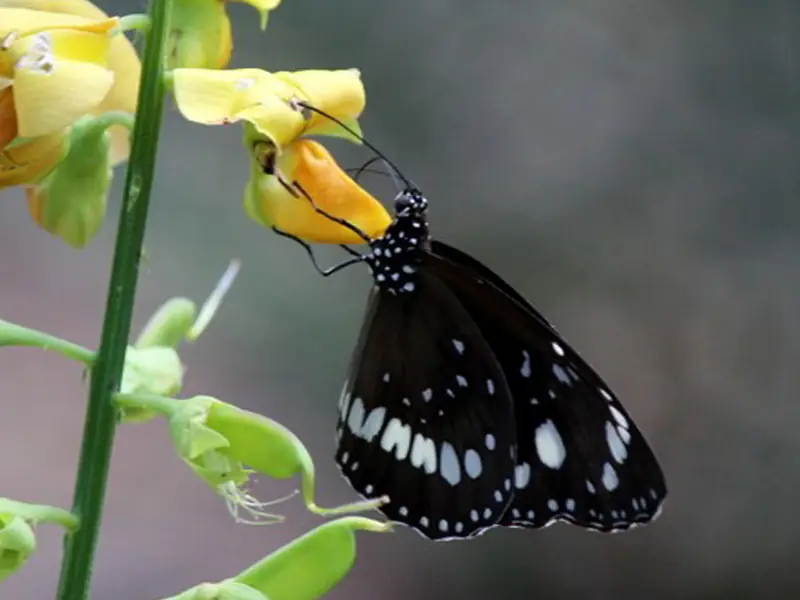 Butterfly - crotalaria novaehollandiae