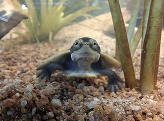 Yellow face turtle