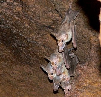 Bats hanging from a cave