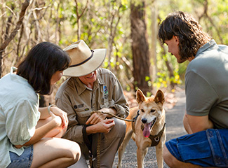 Wild encounters dingo