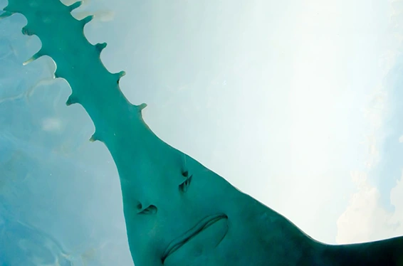 Freshwater sawfish