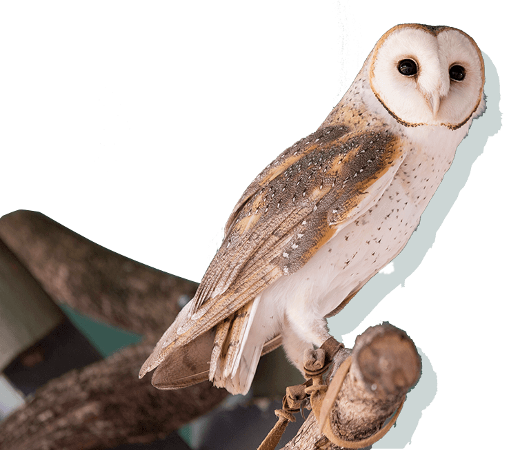 Owl sitting on a tree
