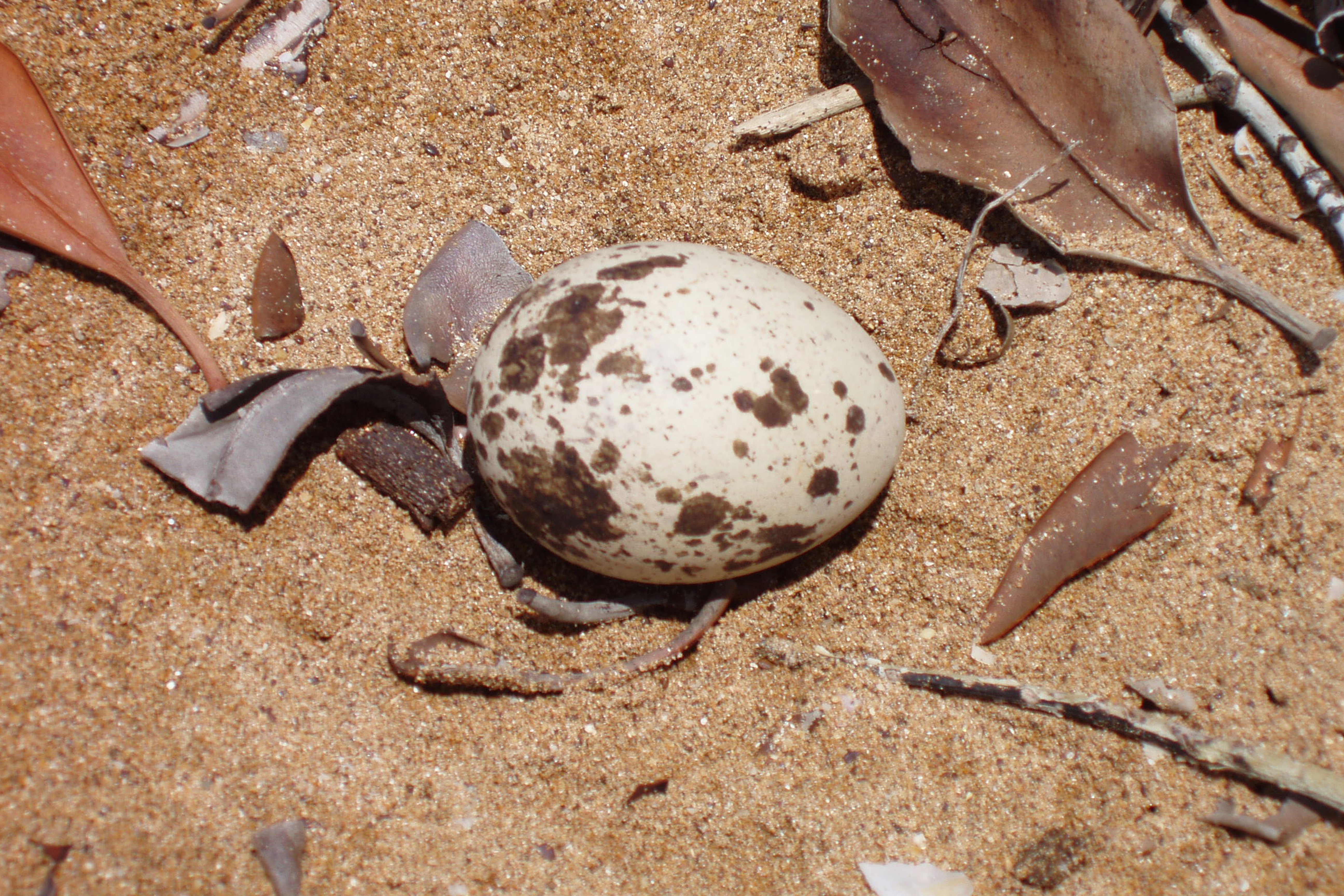 egg beach stone curlew