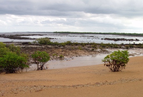 habitat beach stone curlew