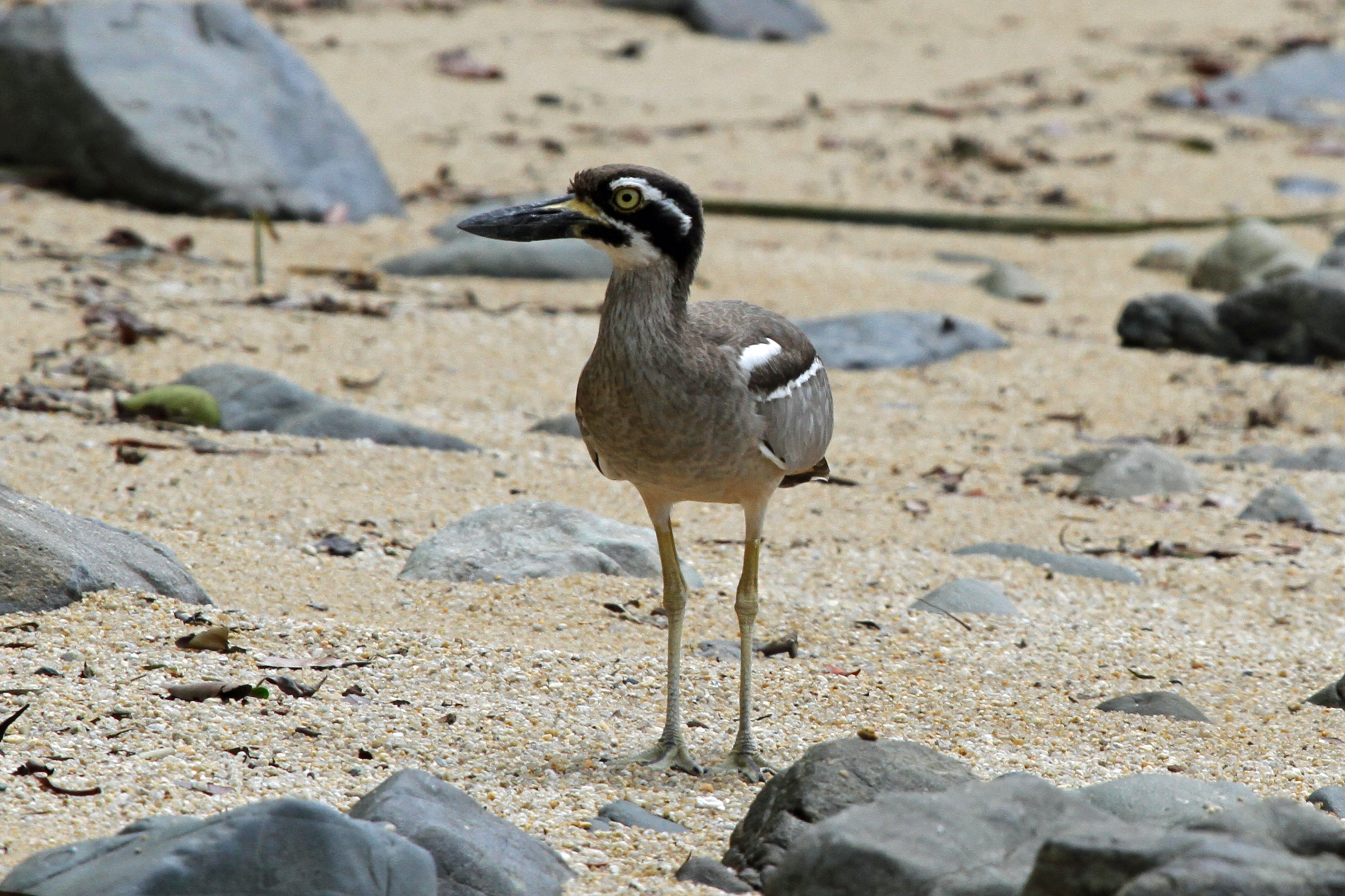 beach stone curlew