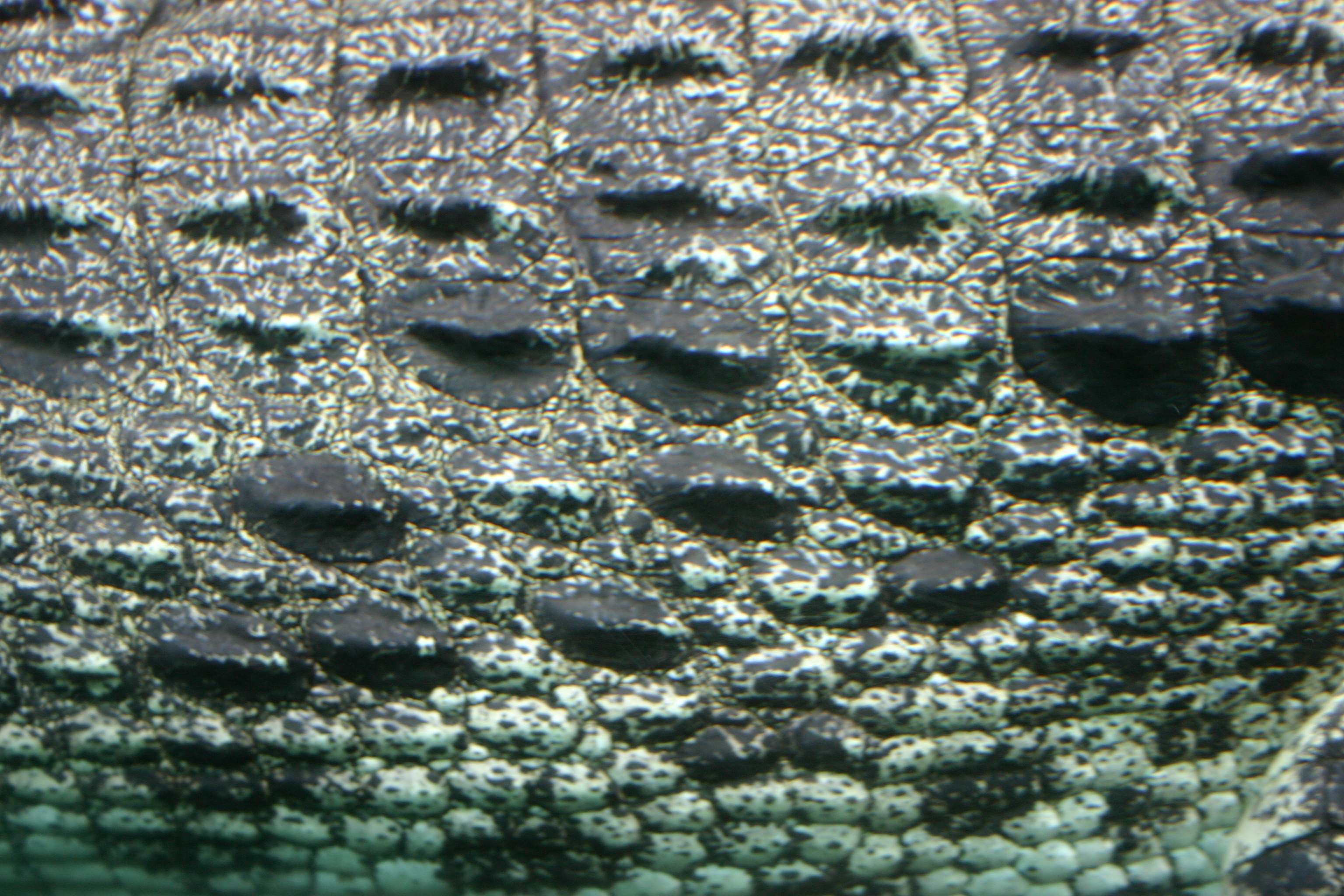 Crocodile Skin