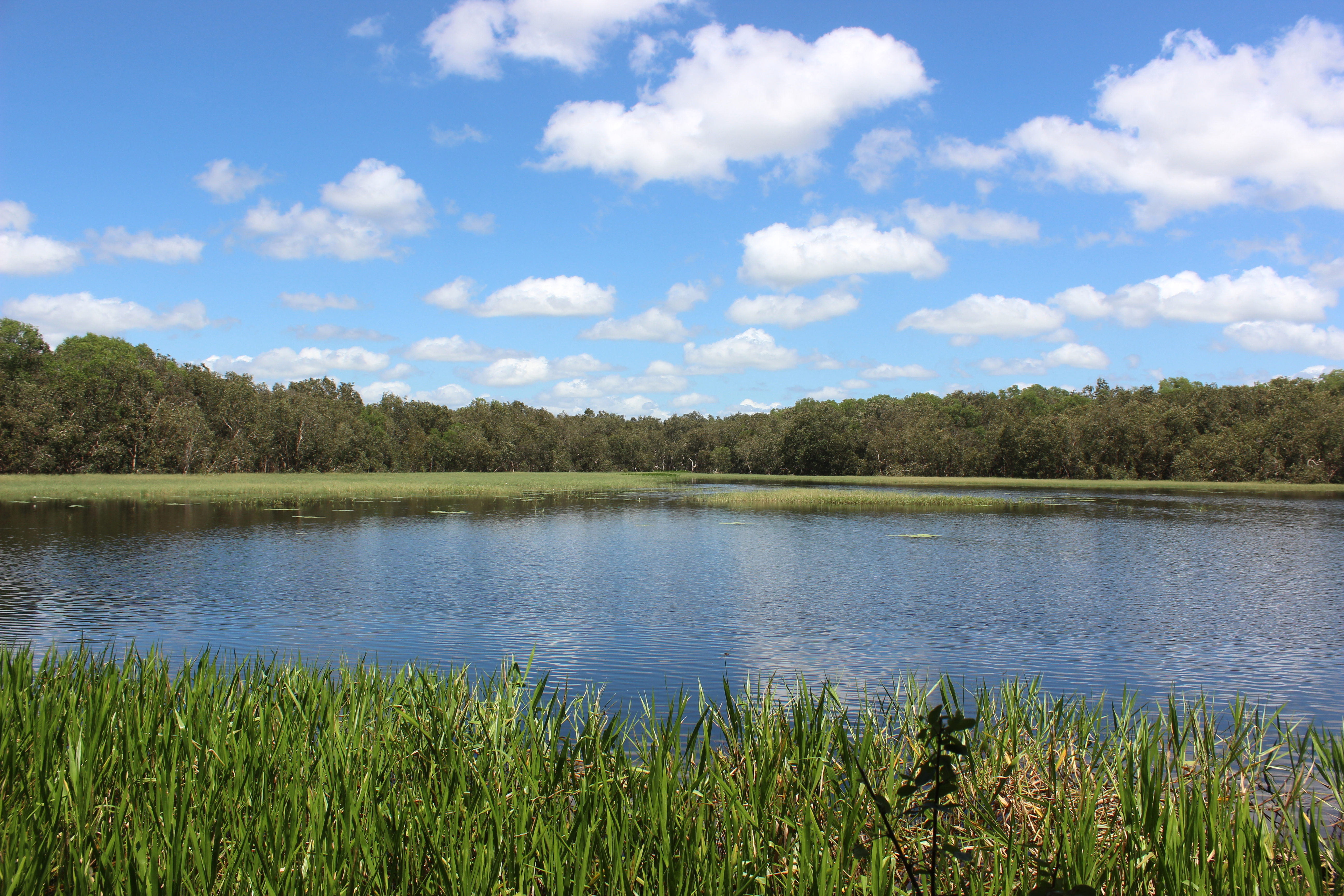 Crocodile Habitat