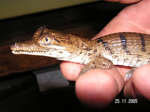 Baby Crocodile